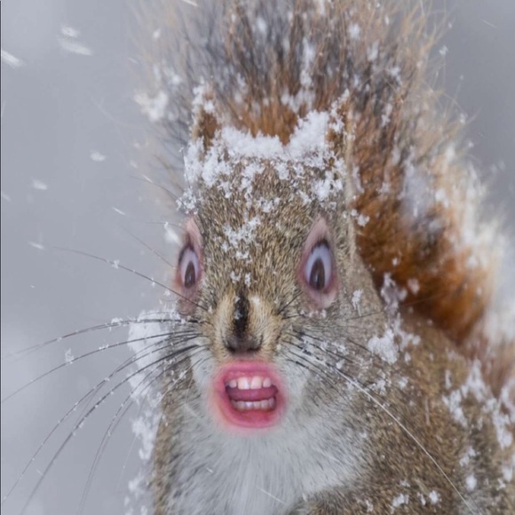 Meet your Posher, Lily - Picture 1 of 1